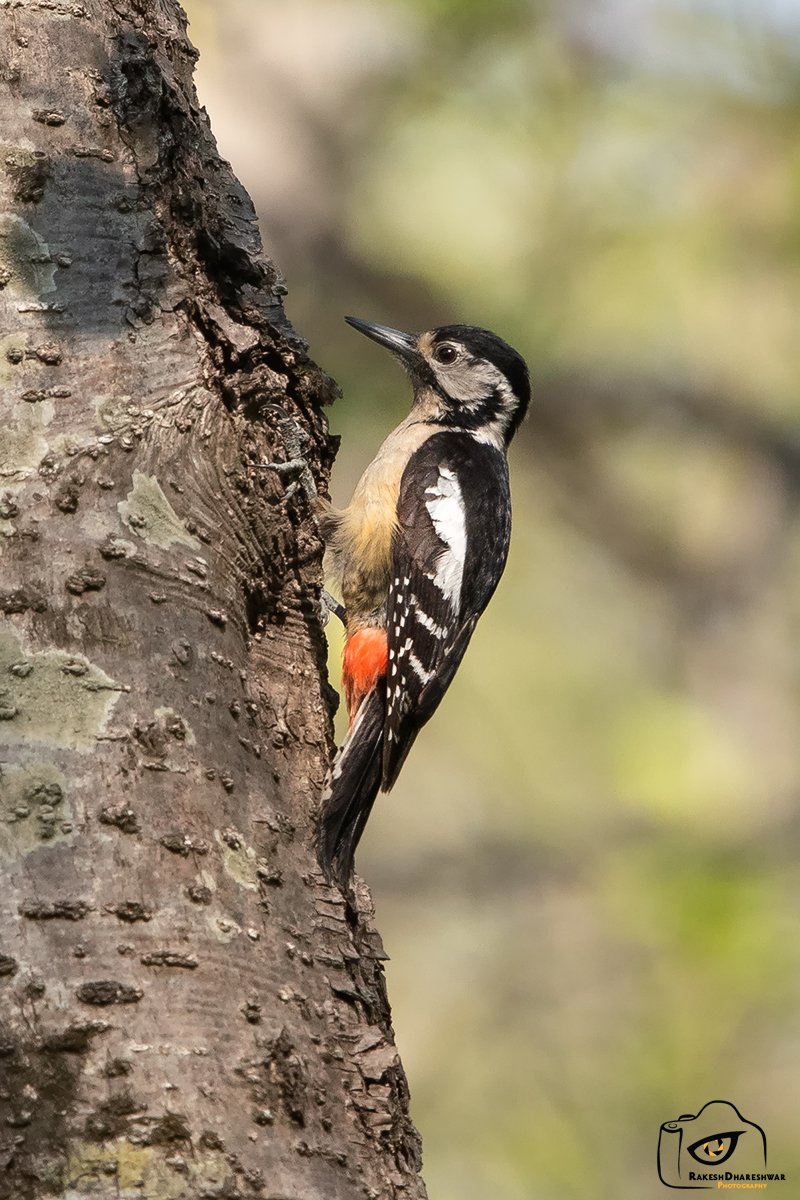 rdrakesh's tweet photo. #HimalayanWoodpecker is found in wet or dry upland forest with either deciduous or coniferous trees between 5k-10.5k ft alt
#IndiAves #BirdsSeenIn2023 #canonphotography #natgeoindia #BBCWildlifePOTD #birds #birdwatching #birdphotography #BirdsOfTwitter @ParveenKaswan @Avibase https://t.co/ydzS7gmjyw