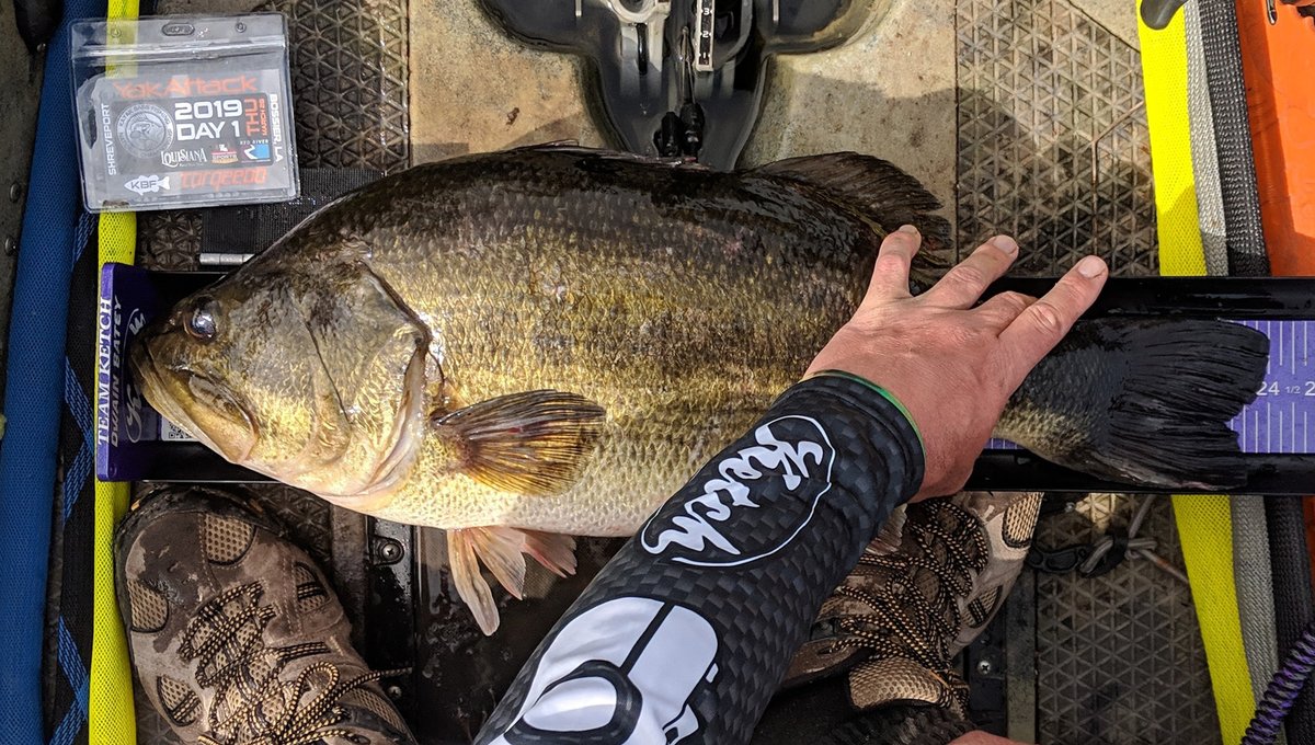 DwainBateyKayak's tweet photo. #TBT to the 2019 KBF National Championship when I caught this beast of a fish. 24" long and 10.64 lbs #kayakfishing #catchandrelease #fishing #bassfishing #kayakbassfishing #ketchboard #ketchteam #hobie https://t.co/Ez3EeUYEk0