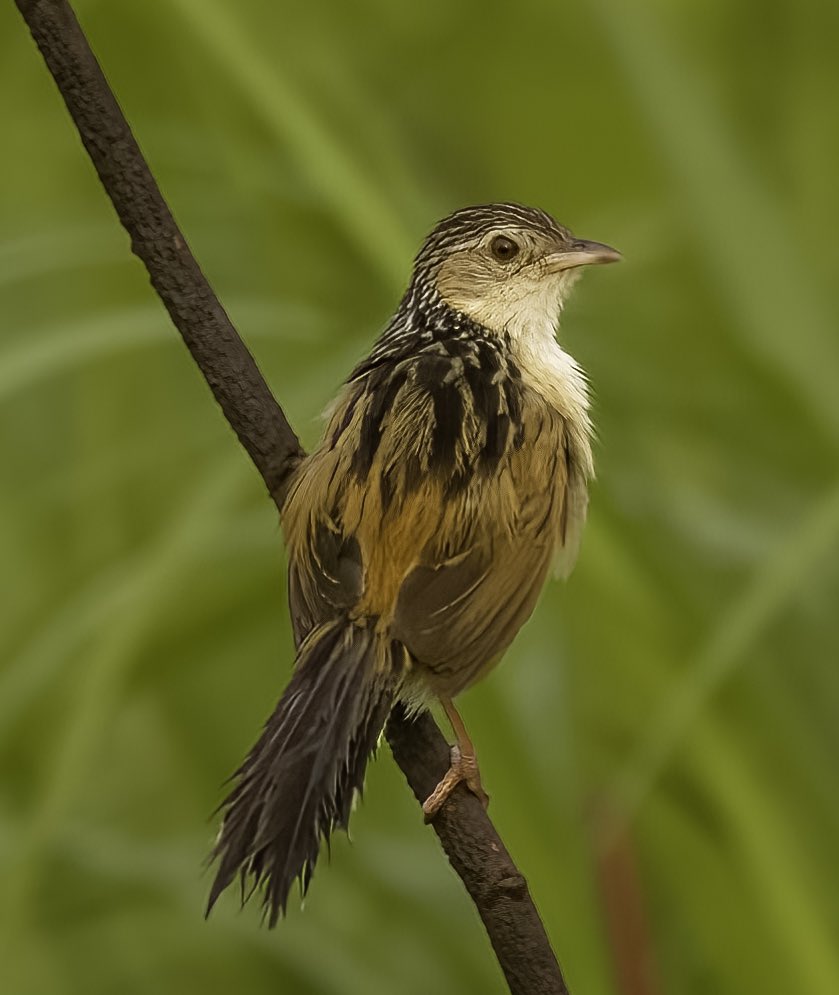 shobhakgoa's tweet photo. Indian Grassbird, Manas NP, April 2023.

@IndiAves #IndiAves @Avibase  @WildlifeMag
#BBCWildlifePOTD
#NaturePhotography #Nature
#BirdsOfTwitter  #photography #ThePhotoHour @NatGeo @NatGeoIndia @NatureIn_Focus https://t.co/SV9eLVca3h