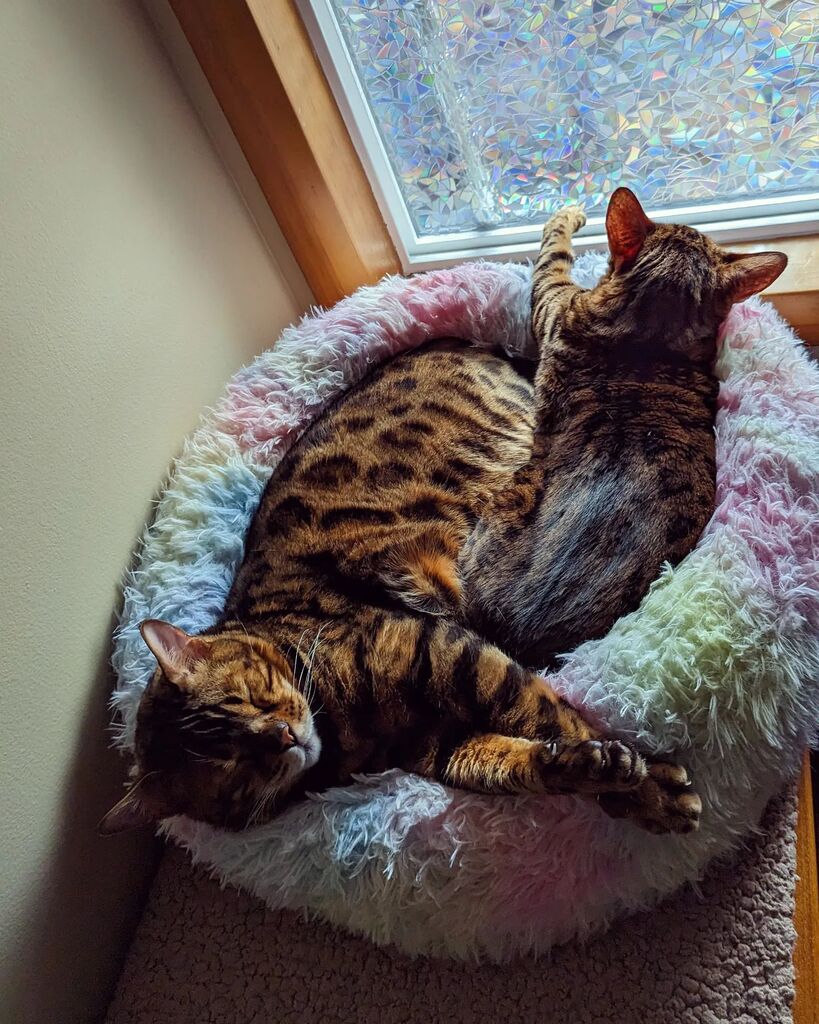 littleREDelf's tweet photo. Rainbow 🌈 Dreamers ☁️
🐆💖🐆

#bengalcats #bengalsofinstagram #bengallife #marshmallowbed #pastelrainbow https://t.co/VALbdVz6tv https://t.co/3zBlEA7zq7