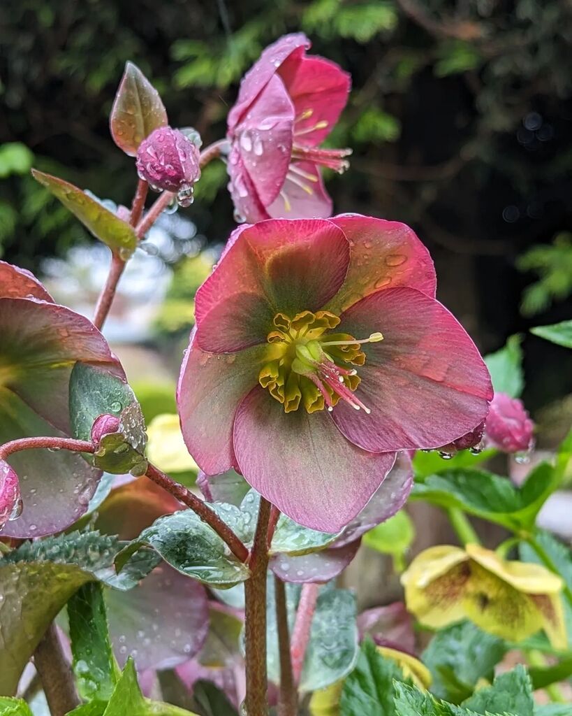 littleREDelf's tweet photo. Pink 🩷 Yellow 💛 Green 💚 the trifecta of Spring. Hellebore, holding her head high in the rain ☔

#hellebore #spring #threetreestaborgarden https://t.co/NUfYTA8rS1 https://t.co/V8C6tRpjlX