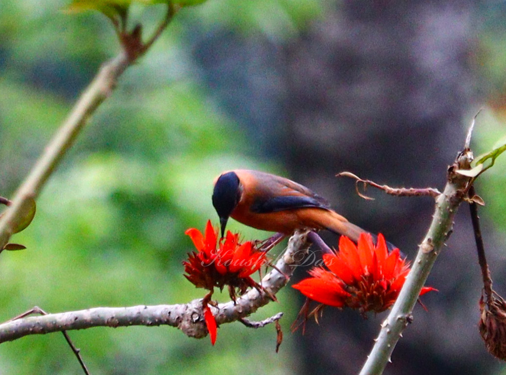 koushikdas47's tweet photo. Rufous sibia in a cloudy afternoon
#IndiAves #birdwatching #BirdTwitter #ThePhotoHour #BBCWildlifePOTD #NatgeoIndia #photography #Nature #Himalayas #BirdsSeenIn2023 https://t.co/kVbqcliqqa
