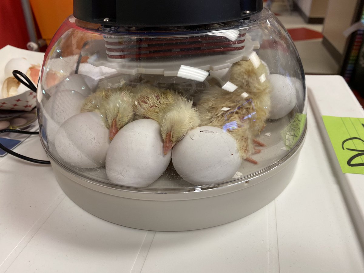 hamlinpop's tweet photo. Today was an amazing day. My 1st graders got to experience some beautiful and jaw dropping. Happy Birthday Baby Chicks, all 7 of you! 
My ❤️ was happy! @VoigtAIA_RRISD https://t.co/PwPx4QBADw