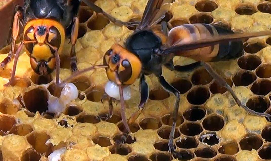 factaboutbees's tweet photo. What Do #Bees Eat (and Drink)? How Do They Survive https://t.co/50mG2BN985 https://t.co/KlTX6T4z7b