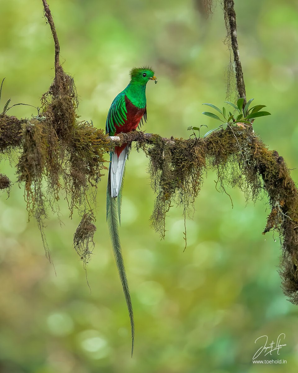 Jayanth_Sharma's tweet photo. A male Resplendent Quetzal, I photographed in #Costarica during their nesting season. As you can see, the guy has brought a Salamander to the chick perhaps.
#ToeholdPhotoTravel #birdphotography https://t.co/yWU65xwgSG