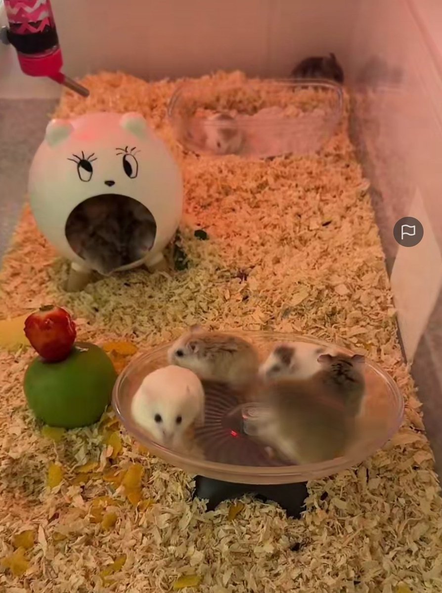 doIIcal's tweet photo. oh to be a hamster in a rave gym running mindlessly https://t.co/kLRRyTsJeA