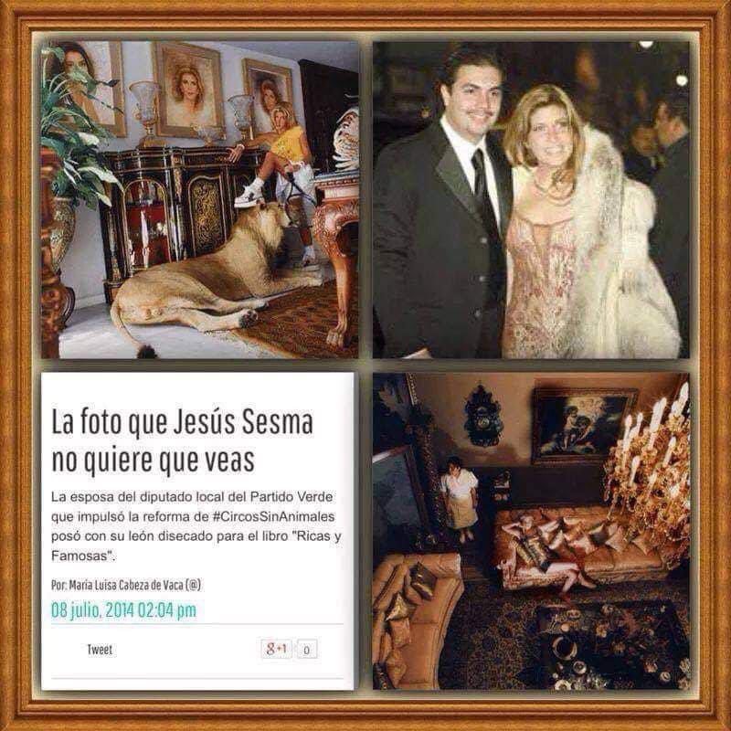 MorgadoJacky's tweet photo. Doble moral de la porquería de @partidoverdemex lo único que han hecho es dañar a México foto de Jesús Sesma que no quiere que veas su esposa pisando la cabeza de un Leona y en primaras planas un supuesto legislador que es protegido del verde Violador de niños porquerías PVEM https://t.co/aCPseQ1vss