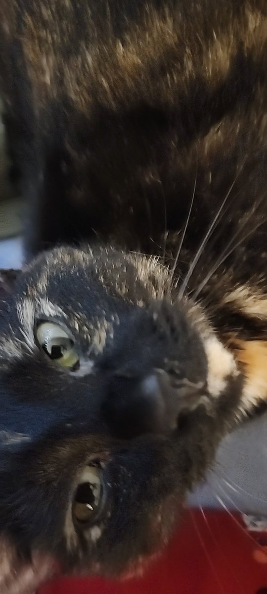 headlinemaker22's tweet image. The Cat likes eating my pencils while I'm trying to study 😒