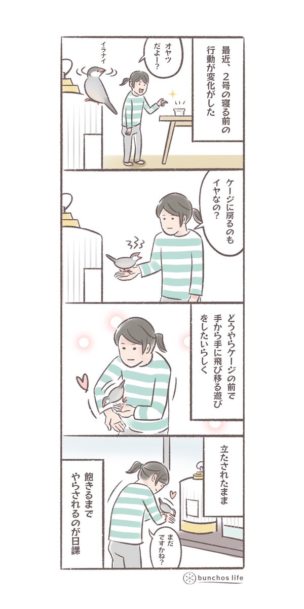 最近の寝る前の日課
#文鳥 
#4コマ漫画 

*過去作ダウンロードできます!(固定ツイート参照) 