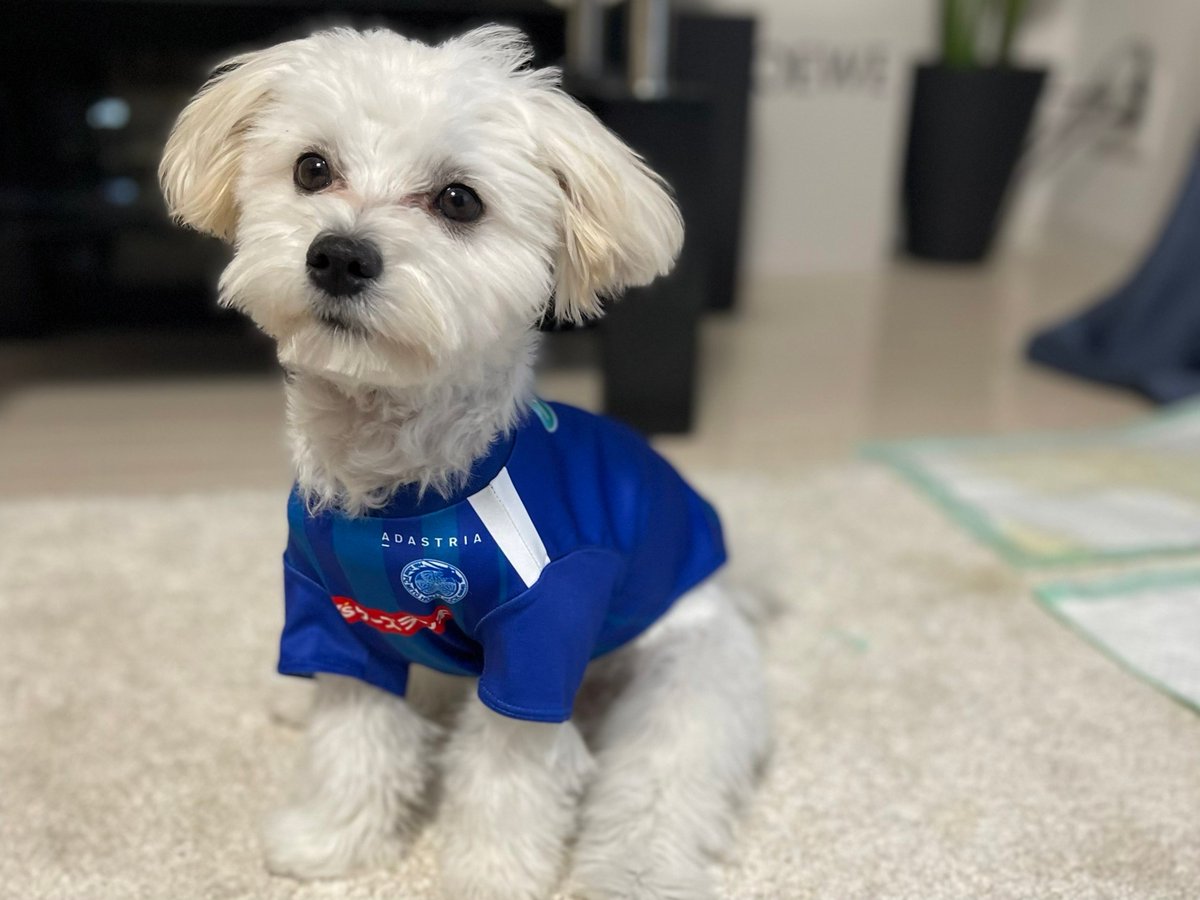 👕キッズユニフォーム👶ロンパース🐕ドッグウェアまもなくお届け