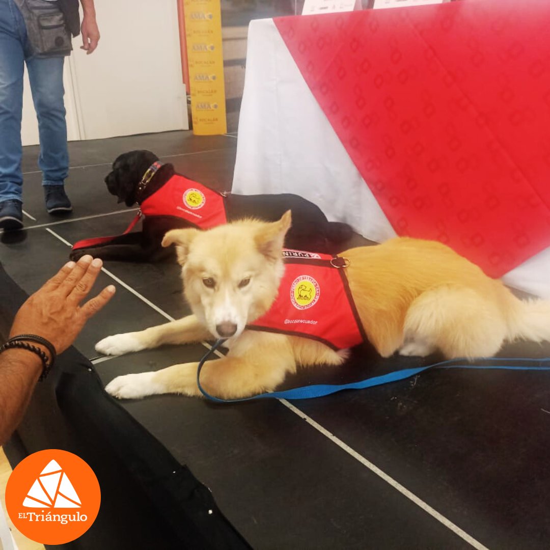 ElTrianguloEc's tweet photo. 🙂 Hoy fue un día emocionante en @eltrianguloecuador! Nos reunimos junto a @nestleecuador  y @bocalanecuador  para dar inicio a un proyecto que nos llena de orgullo, por medio del cual nuestros estudiantes recibieron a sus nuevos compañeros 🐶🐶🐶. #JuntosEsMejor. https://t.co/2q2CuzTFXT