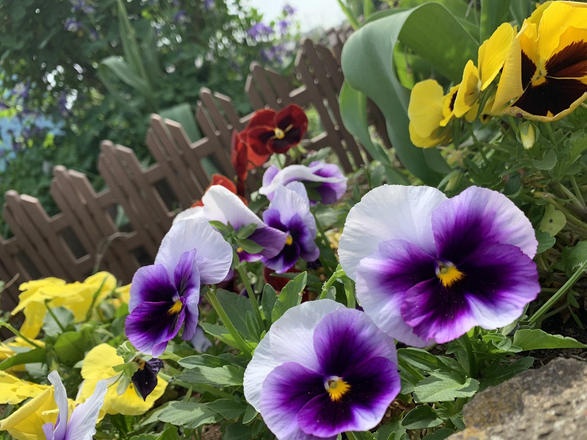 ysp41remixxx's tweet photo. Good morning. My name is Chikubo.
The name of this flower is unknown...
But the followers around me say it's a "pansy🌼"
#hanaono
#namaewa
#wakarimasen
#inJapanese https://t.co/EZE8IMHQTH