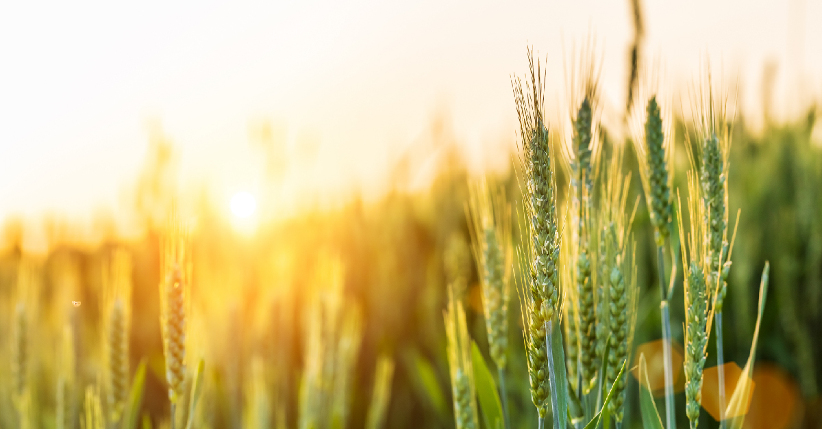 The right fertiliser for your crops can make the right difference in your crops. 

After 40 years of being in agribusiness, we can help you find out which food is perfect for your farm. 

Find out how: 
watsonagriculture.com.au/how-to-choose-… 

#WatsonAgriculture #fertiliser #farm