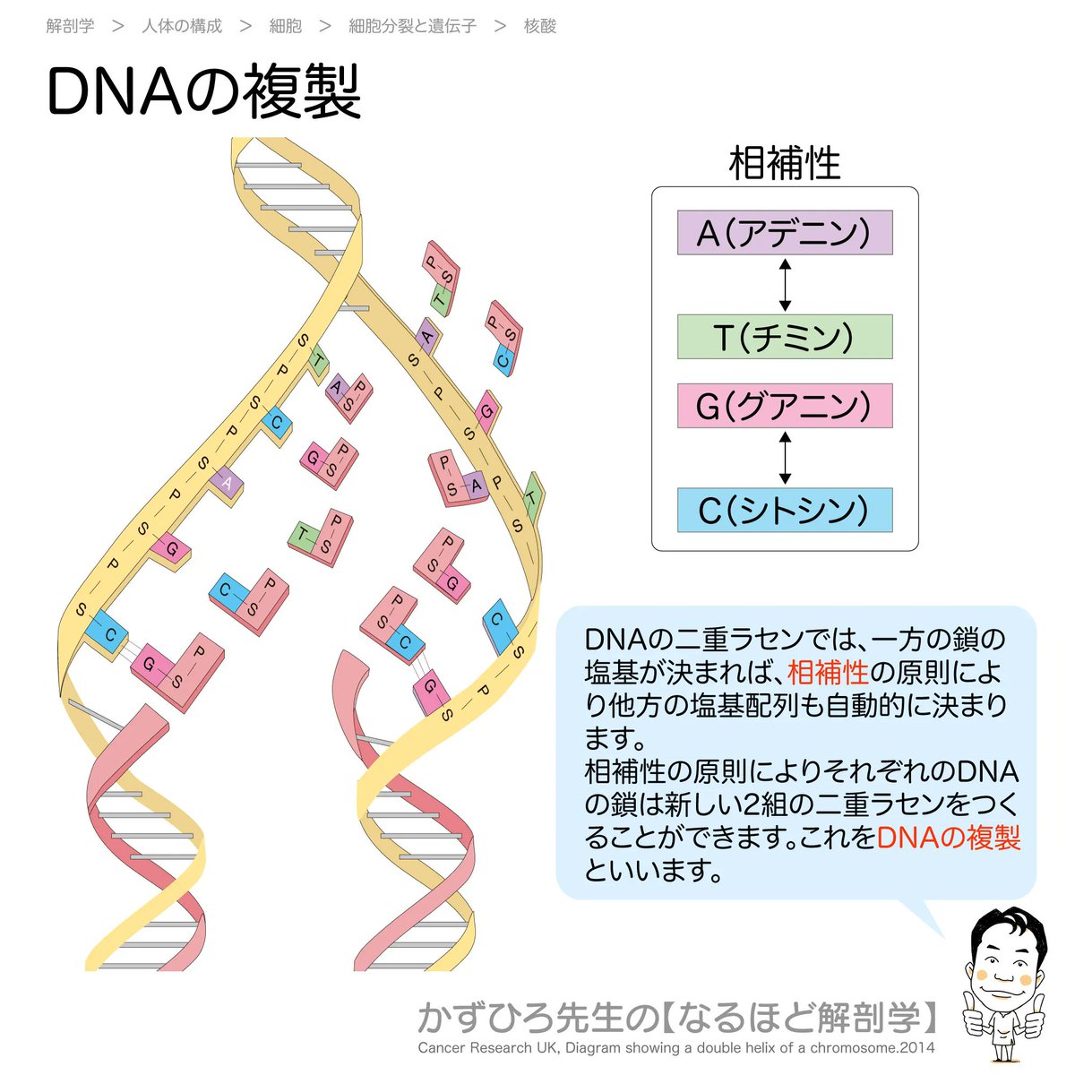 DNAの複製】 DNAの二重ラセンでは、一方の鎖の塩基が決まれば、相補性の原則により他方の塩基配列も自動的に決まります  相補性の原則によりそれぞれのDNAの鎖は新しい2組の二重ラセンをつくることができます。これをDNAの複製といいます かずひろ先生 解剖学マガジン ...