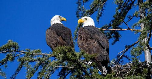 FixYourLinks's tweet photo. You wish, with every fiber of your being, that linked data would just darn well stick together like ... swans or wolves or bald eagles! They mate for life, right?
https://t.co/X59iVKFzIw
#datamigration #cloudmigration #LinkTek #LinkFixerAdvanced #Inoculate #Cure #brokenlinks https://t.co/hYHZlql5AT