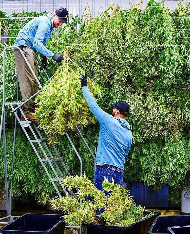 LCSAParty's tweet photo. Wishing 🙏 a Happy Harvest 👨‍🌾👨‍🌾🌳💚
https://t.co/aL22VQuX5n 🌱🌿🪴🧡🇦🇺 https://t.co/u0qbEfXm3Y