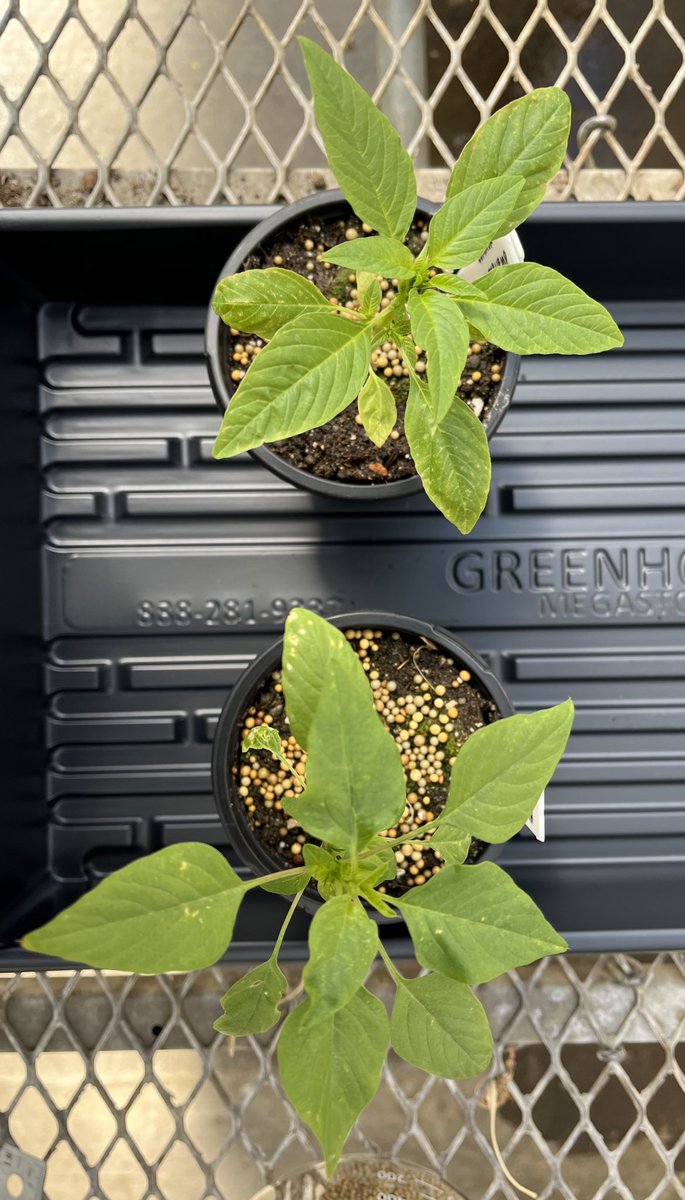 Palmer amaranth and common waterhemp 🌱 Can you tell them apart? 
#WeedScience #WeedID