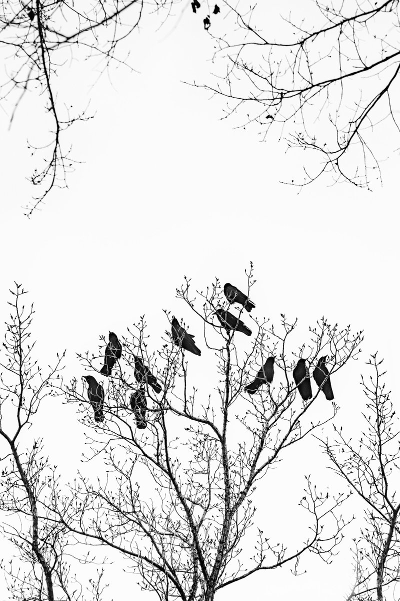 I was productive. Until I saw this murder, down my street... 
#crows #murder #minimalphotography #birds #bnwphotography  #photography