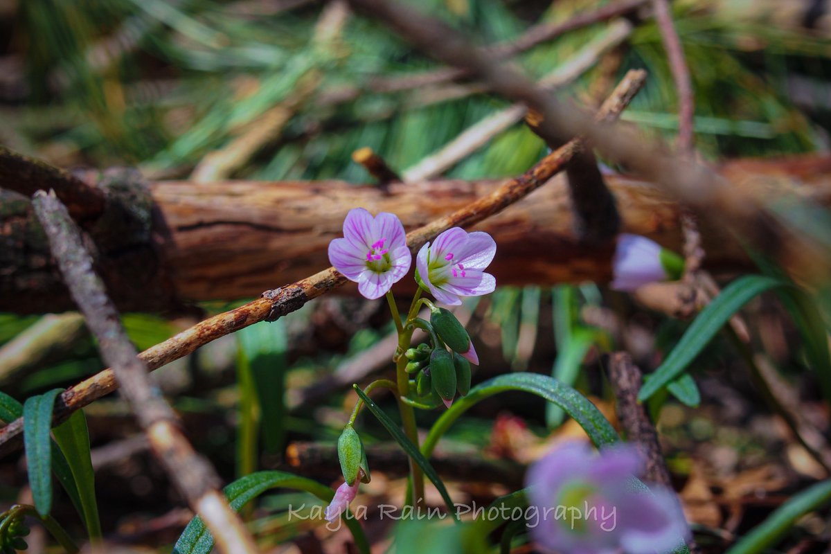 KaylaRainPhotos's tweet photo. wildflowers in bloom 🌸 #flowers #nature #naturebeauty #wildnature #wildflowers #springtime #flowerphotography #naturelovers #flowerphotographer #naturephotography #natureshots #flowerseason #olympusphotography #olympuscamera https://t.co/LECgB6cN4o