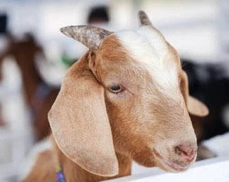 SensibleRalph's tweet image. Me too, Jebidiah. 
#Sanditon