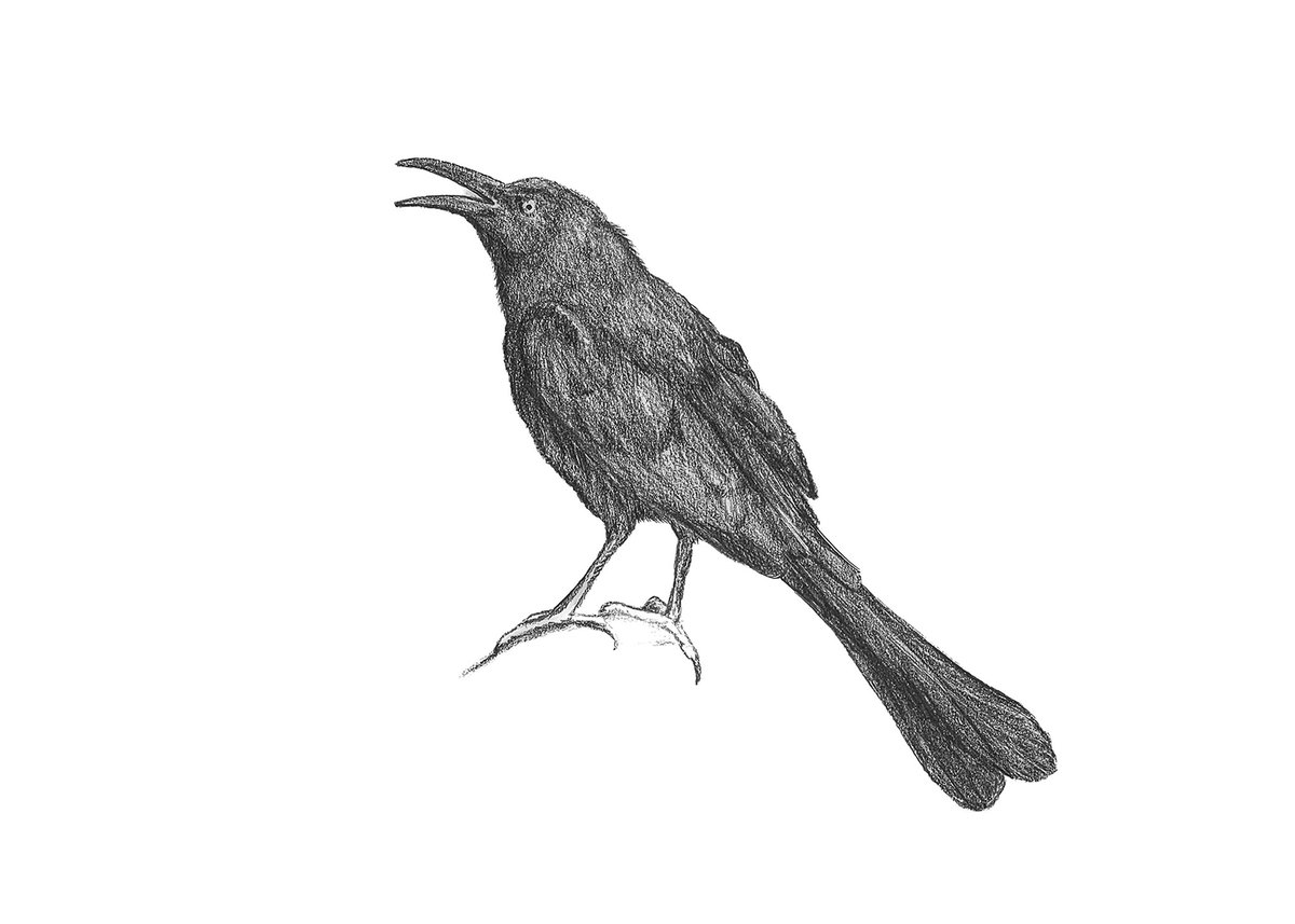 Airman Dawes thinks the Air Force Base birds are trying to tell him something--but why does the birdsong sound like “kill”?
Obsidian Grackle by <a href="/DesmondAstaire/">Desmond Astaire</a> in the MURDERBIRDS anthology, now available on Kindle and KU
amzn.com/B0C1MW3KDH
#NewRelease #Anthology #Murderbirds