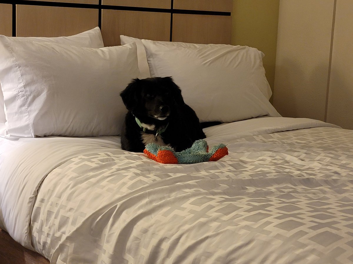 YoshiChaos's tweet photo. #RoadToRMRRF is ruff! Just look at these accommodations. Yoshi says 10 out of 10 will do again. https://t.co/qDViwxs9o3