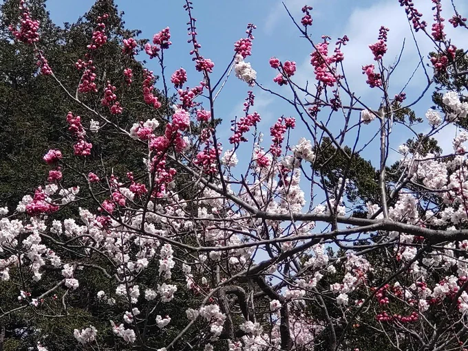 北海道は桜と梅が同時に咲きます 
