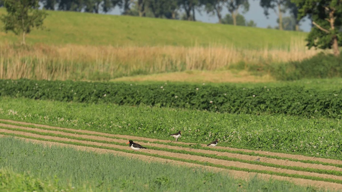 CIV Groen tweet media