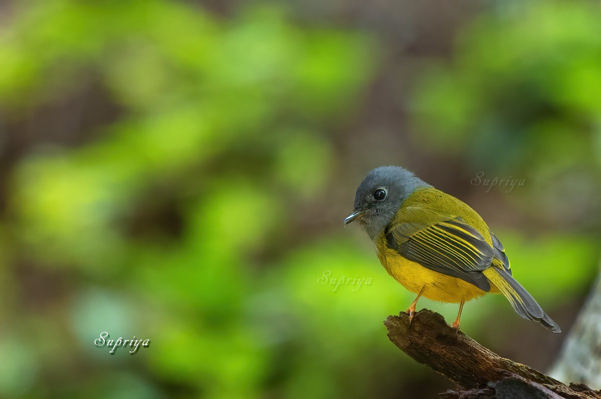 D_Supriya's tweet photo. Cute little bird 😃 Grey - headed Canary Flycatcher, Coonoor, India 🇮🇳 October 2019.

#birding #birdphotography #IndiAves #ThePhotoHour #wildlife #wildlifephotography #photography #photooftheday #TwitterNatureCommunity #nature #birdwatching https://t.co/eFXLEGZuaW