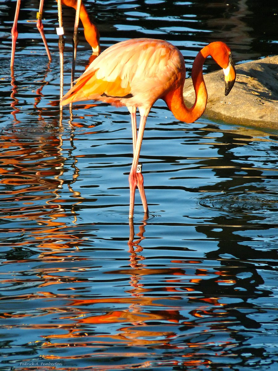 ArtByPemPhoto's tweet photo. #WhenIGoBirdWatchingISee Flamingo No. 5 https://t.co/o06H52M7s0 #photography #wallart #wallartforsale #prints #printsforsale #BuyIntoArt #Homedecoration #levelpress #dotpress #RETWEEETMEPLEASE https://t.co/zDRagvN5Xt