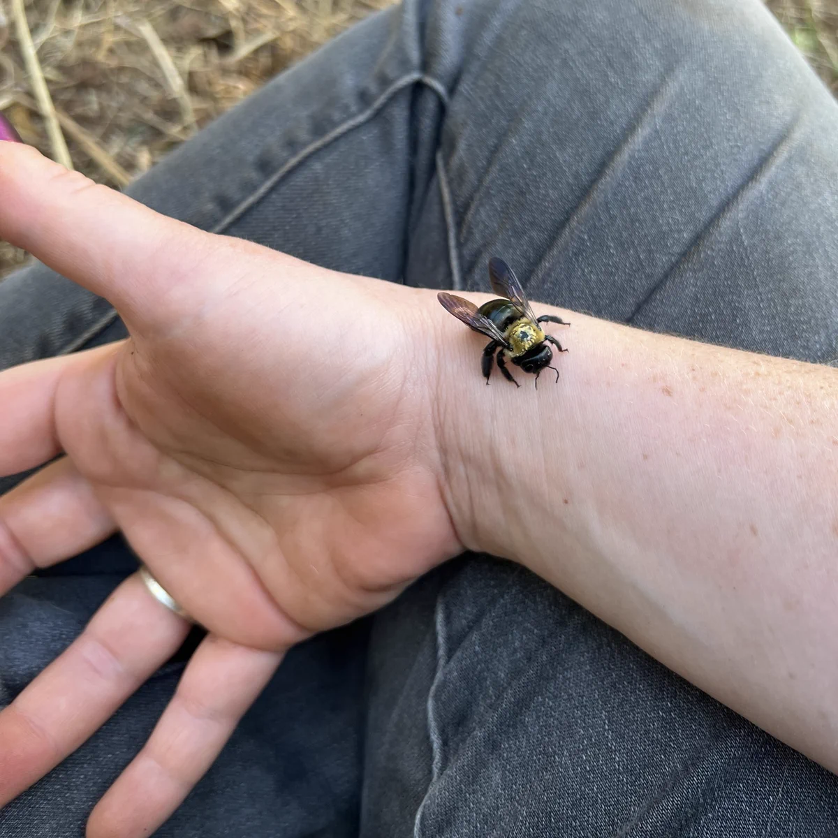 A bee licks me