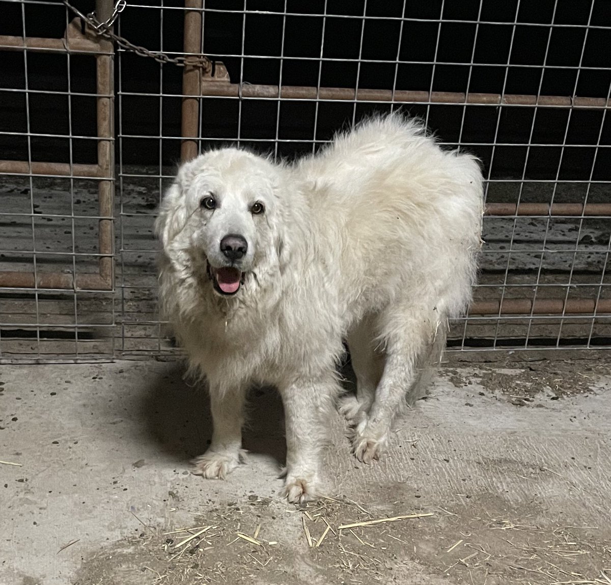 BluebonnetRescu's tweet photo. Koda is staying inside the barn tonight but clearly, he’s already looking like he’s putting today’s ordeal in the rear view mirror and doesn’t seem to be holding a grudge. For tonight, Koda’s goats are staying under the watchful eye of #LGD Crush so Koda can take the night off. https://t.co/sSIlGhbS6k