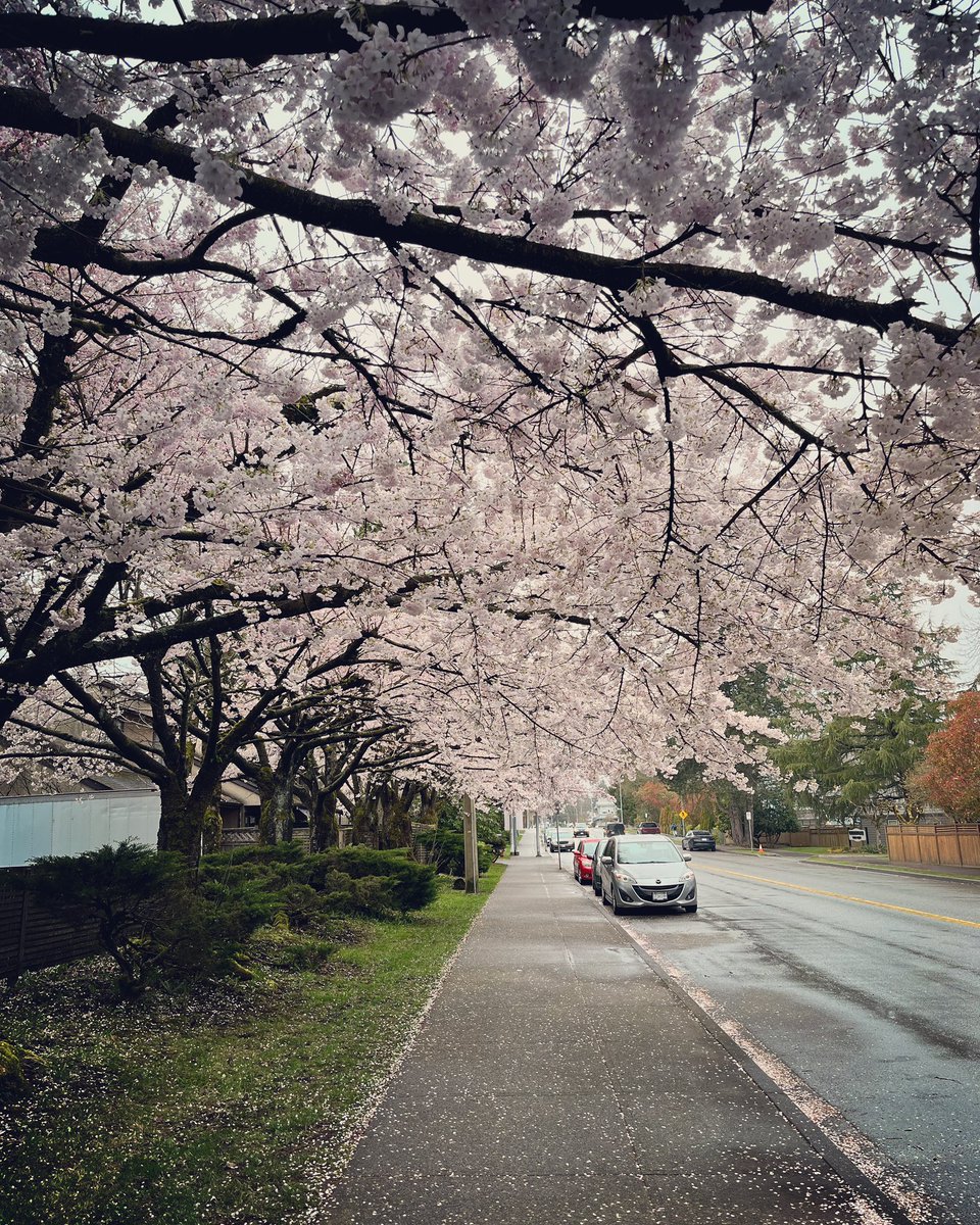 Despite the gloomy weather, the cherry blossoms in our neighborhood always brighten up the day. #cherryblossom #bcliving #lookup