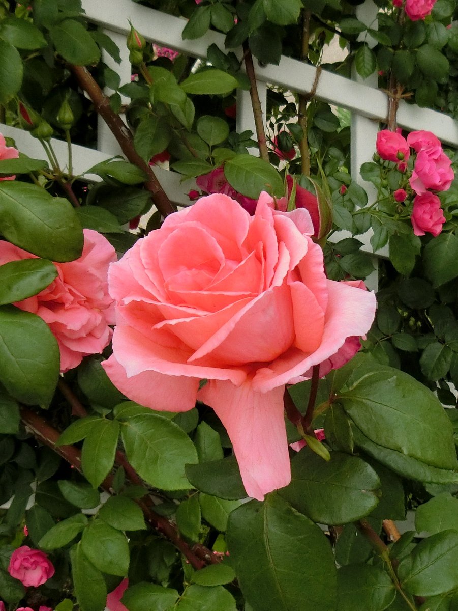 no ka on Twitter "薔薇の名前 (The Name of the Rose・Le Nom de la Rose) エマニュエル(Emanuel)🌹"