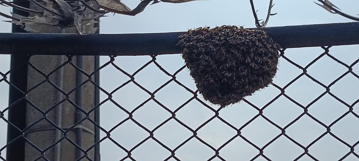 abelzvega's tweet photo. Gracias @BomberosBogota en el lugar de trabajo controlaron un panal de abejas con una sola llamada y a la hora la pronta atención evito un accidente felicitaciones señores bomberos https://t.co/ZKcH4VMaYu
