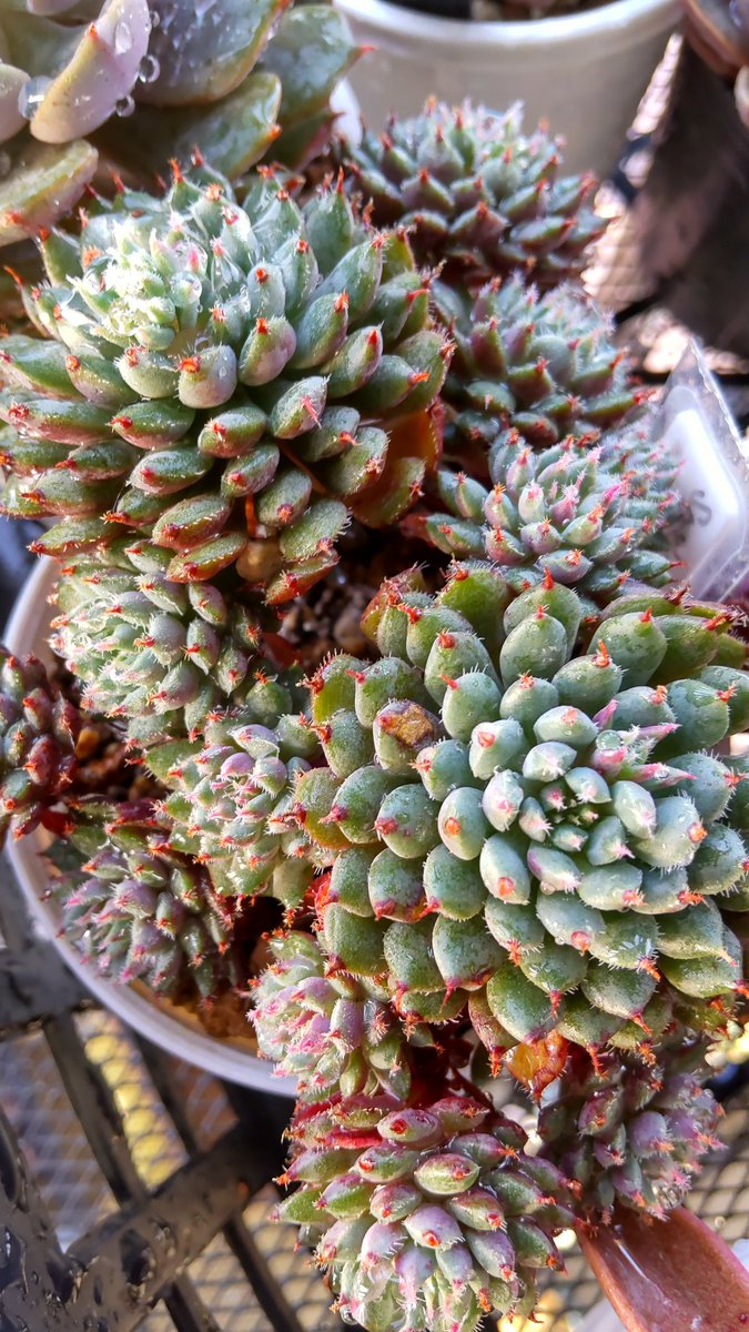 quming18's tweet image. だいぶ増えたモケモケ🌵
  #spidersweb