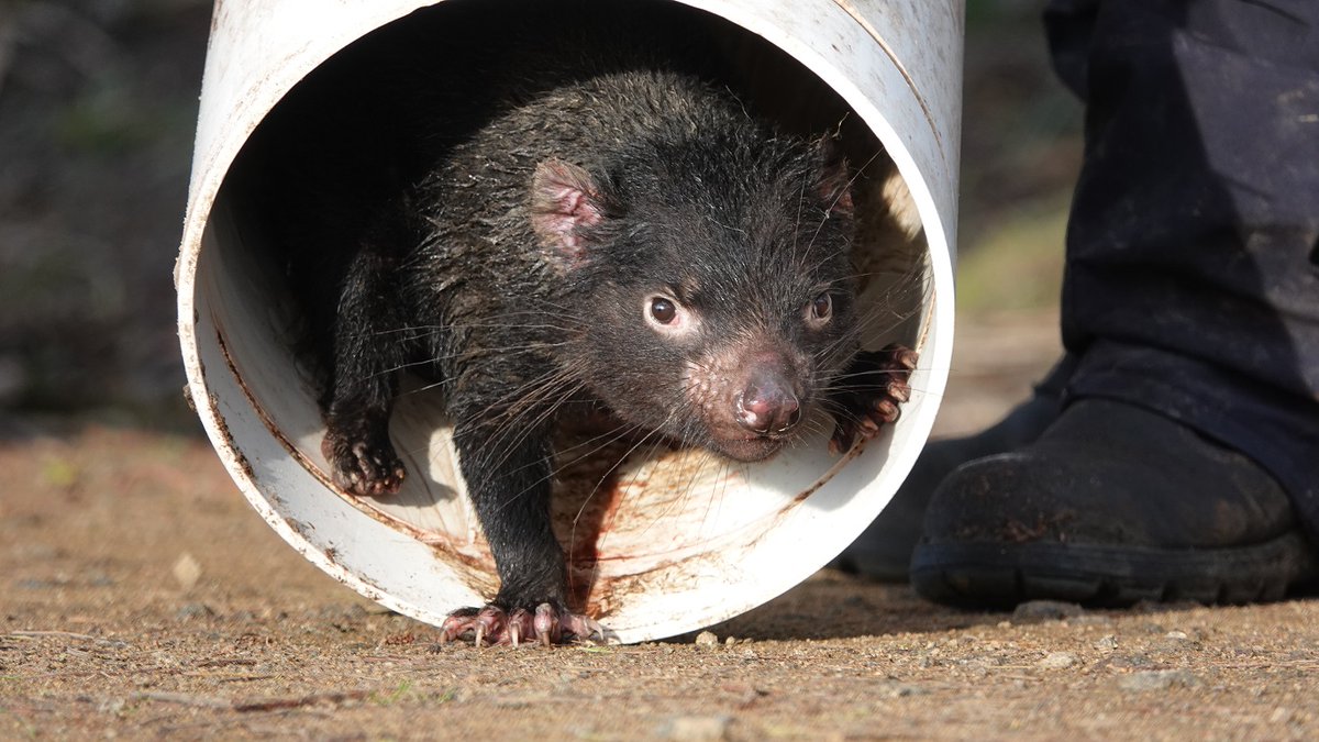 Prof Carolyn Hogg (@hoggcarolyn) on Twitter photo Amazing new devil paper out today by colleagues at <a href="/tcgcambridge/">TCG, Cambridge</a> "The evolution of two transmissible cancers in Tasmanian devils" Fantastic new chromosome length ref genome & insights into transmissible cancers tinyurl.com/3umddhma <a href="/KathyBelov/">Kathy Belov</a> <a href="/Yuanyuan929/">Yuanyuan Cheng</a> <a href="/Sydney_Science/">Sydney Science</a> Amazing new devil paper out today by colleagues at <a href="/tcgcambridge/">TCG, Cambridge</a> "The evolution of two transmissible cancers in Tasmanian devils" Fantastic new chromosome length ref genome & insights into transmissible cancers tinyurl.com/3umddhma <a href="/KathyBelov/">Kathy Belov</a> <a href="/Yuanyuan929/">Yuanyuan Cheng</a> <a href="/Sydney_Science/">Sydney Science</a>
