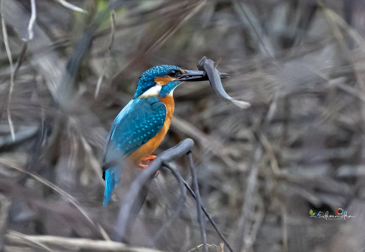 Common Kingfisher with a catch. Kalagarh Corbett National Park Uttrakhand
#IndiAves #TwitterNatureCommunity #TwitterNaturePhotography #twitterbird #birding #birdwatching #natgeoindia #natgeoyourlens #birdphotography #BirdsOfTwitter #NaturePhotography #nature #wildlifephotography