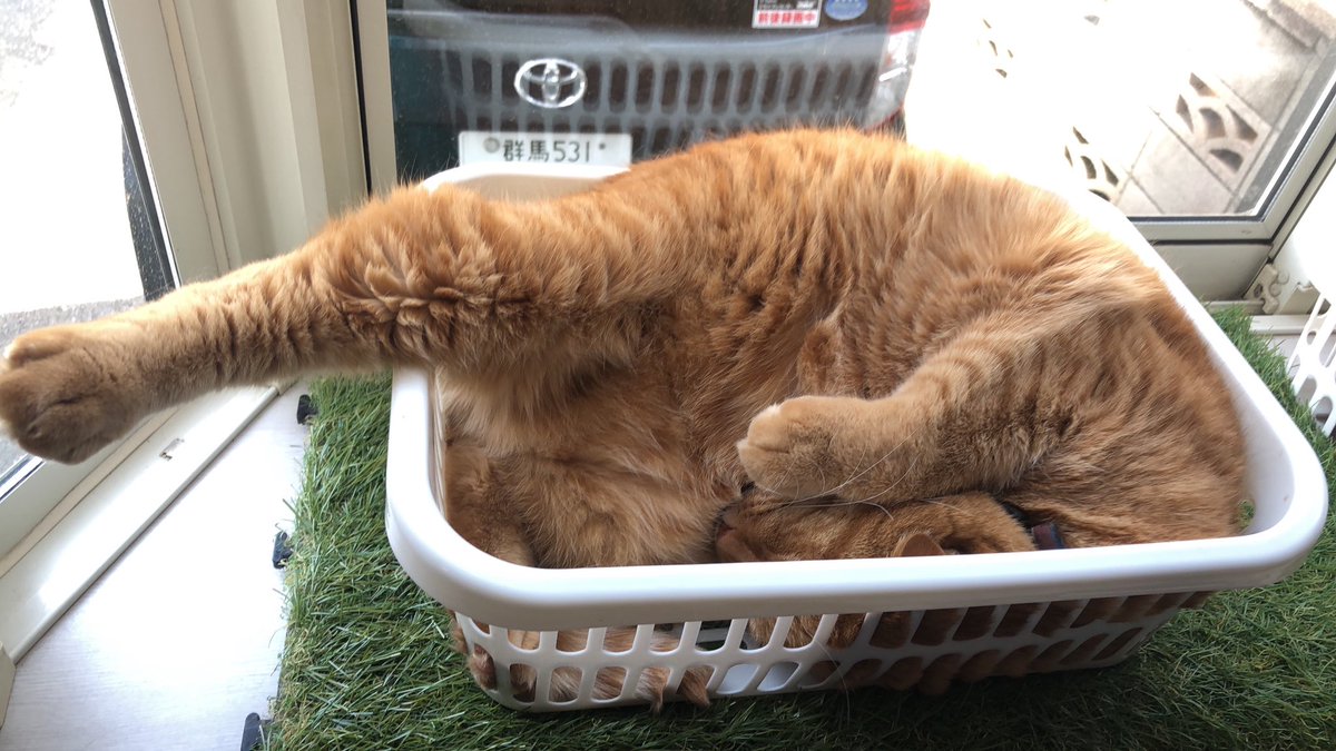 piapia01's tweet photo. 生ハムの原木
 #ねこすたぐらむ  #猫好き https://t.co/umEpcHLBmk