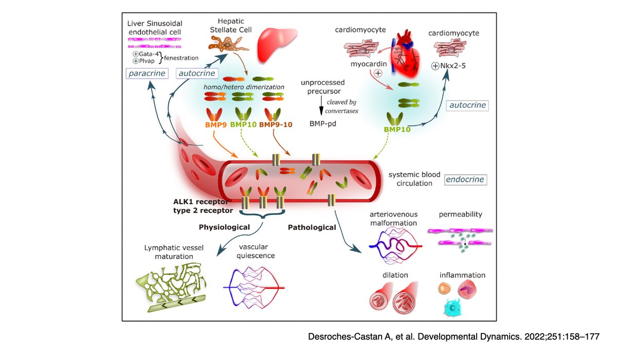 kanachan2020's tweet photo. In HHT, we know three causative genes, i.e., ENG, ALK1 and SMAD4. They work in the BMP9/10 pathways. It is still not clearly understood how these pathological mutations work in BMP9 and 10 pathways for the manifestation  in HHT. https://t.co/Lk5JMxQikM
