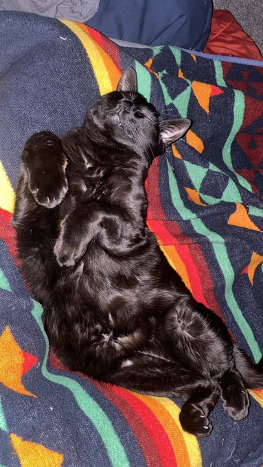My baby boy straight chillen 😅 https://t.co/NNx2cNSDzK<a href="/tag/dinner"class="tags"><span>#dinner</span></a><a href="/tag/yummy"class="tags"><span>#yummy</span></a><a href="/tag/yesplease"class="tags"><span>#yesplease</span></a><a href="/tag/vegetarian"class="tags"><span>#vegetarian</span></a><a href="/tag/tastey"class="tags"><span>#tastey</span></a>