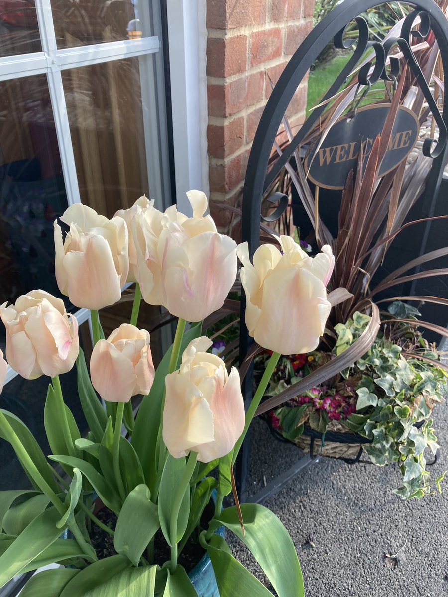 HallmarkSurrey's tweet photo. No need to travel to Amsterdam as we have an abundance of stunning tulips in the gardens Lakeview Care Home in Lightwater. They were lovingly planted in the autumn by the residents &amp; have created a cheery splash of colour.   #tulips #carehome #lightwater #EidUlFitr https://t.co/dJtBi0CXdY