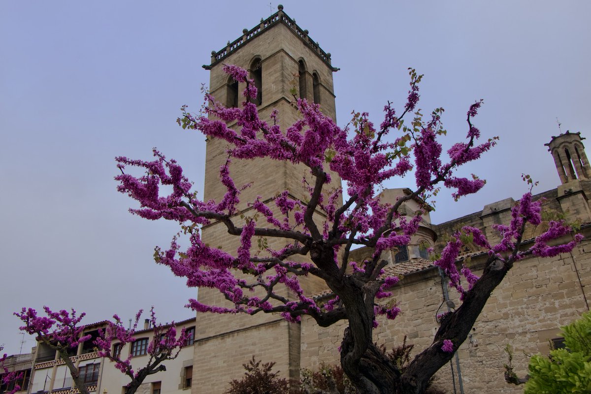 Bon dia Sta Coloma d Queralt
#segarrejant #goodmorning #Countryside #Catalonia #magradaelmeupaís <a href="/finslagorra_1/">finslagorra ||*|| SÍ</a> <a href="/jolival65/">JOliva||*||</a> <a href="/montserumbau/">montserrat rumbau</a> @martapontnou <a href="/salvad_m/">RosamSal ||⭐|| 🏴󠁧󠁢󠁥󠁮󠁧󠁿#Jo soc CDR# *CxR*</a> <a href="/martalbareda/">Marta Albareda Valls</a> <a href="/jordicodol/">Jordi Còdol Montagut</a> <a href="/betaltarriba/">Bet Altarriba Cabré</a> <a href="/mccorominas/">Carme Corominas</a> <a href="/cantireta/">Montserrat Aloy 💬✏📕 🎭🇺🇦</a>  @xatoQuico <a href="/Ifarre2/">Imma</a> <a href="/CanelaBalsebre/">rosa canela</a>