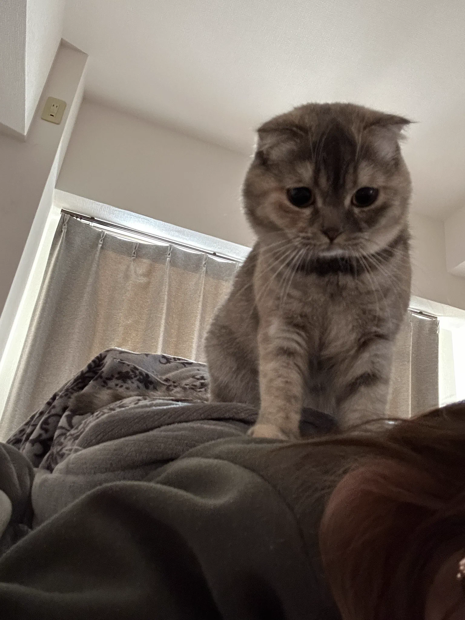 @kyuryuZ うちの子もお腹や背中に乗ってきます…ゴロゴロ言いながらふみふみふみ…とマッサージしてくれますよ🥰💕 