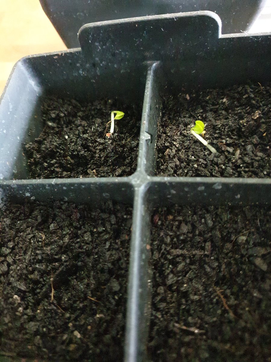 GlenAlvaBooks's tweet photo. A few months back, I tried to germinate a Bat Flower but it took so long the container I was doing it in got put back in the cupboard. I found it today after over a month and they have sprouted. There's a metaphor in there somewhere. https://t.co/8gHWIWRXtL