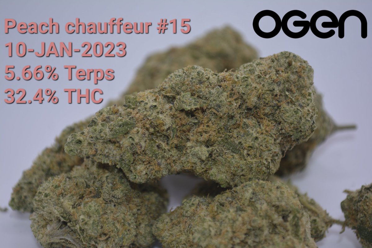 _Kodise_'s tweet photo. For my late 420 post, I'm a post my favorite strain so far in the OCS, Peach Chauffeur!😍🔥 honeslty, I can't find a bad thing about this. Huge beautiful nugs, a really strong high that puts other strains to shame.... and a super smooth nice taste👌
 @OGENcultivator https://t.co/MMffzFxvJp