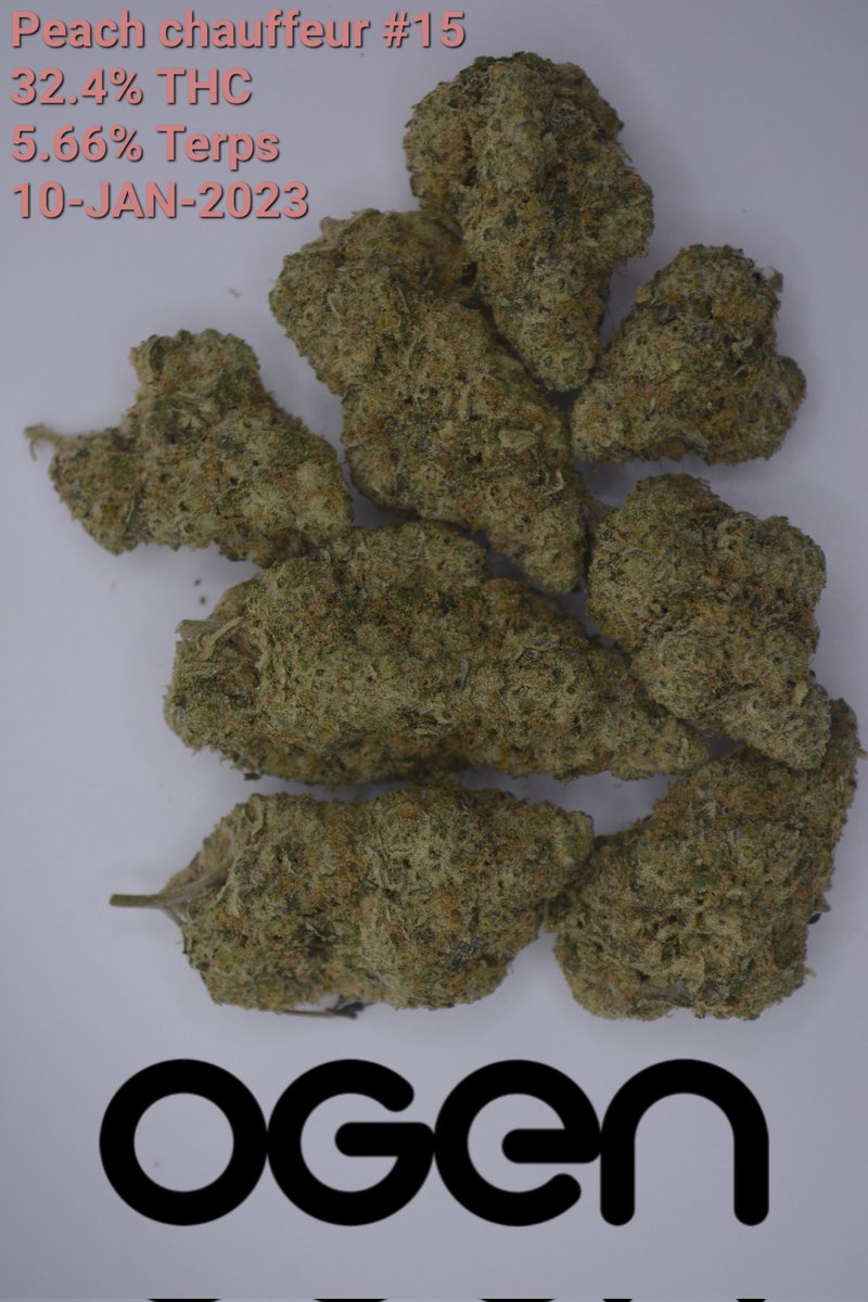 _Kodise_'s tweet photo. For my late 420 post, I'm a post my favorite strain so far in the OCS, Peach Chauffeur!😍🔥 honeslty, I can't find a bad thing about this. Huge beautiful nugs, a really strong high that puts other strains to shame.... and a super smooth nice taste👌
 @OGENcultivator https://t.co/MMffzFxvJp