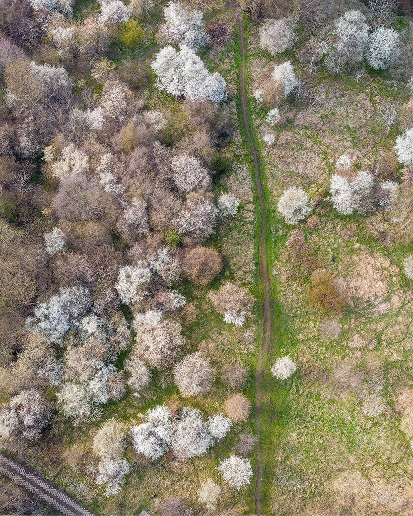 Bart_Wielinski's tweet photo. 🇵🇱🌳🌳🌳🌼 Every #spring I visit the suburbs of #Gdynia, between #Orlowo and #Kolibki, to gloat at the sight of dozens of wild #cherry blossoms. The woods are turning green, and it's white here....
'
'
'
#drone #history #nature #naturephotography #dronep… https://t.co/XvPM9QYuqx https://t.co/njP9LBvC8a