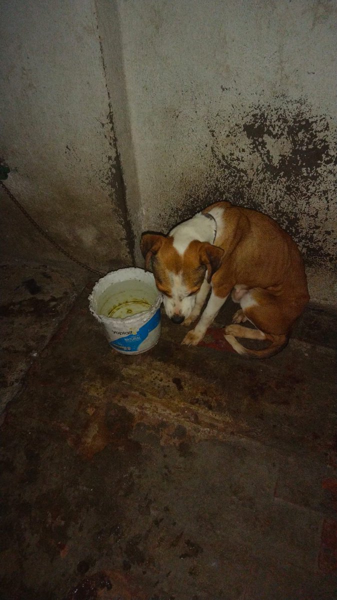 FundacionToby's tweet photo. Hoy queremos mostrar el siguiente caso, son 6 perritos en mal estado, Gonzalo Hernández López y su hijo los tienen encerrados en su casa en Nezahualcóyotl, estos perritos también se están haciendo daño entre ellos mismos, ya mataron uno, están muertos de hambre y sed https://t.co/aykrSYmVIQ