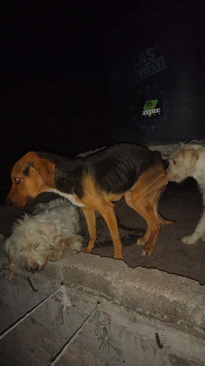 FundacionToby's tweet photo. Hoy queremos mostrar el siguiente caso, son 6 perritos en mal estado, Gonzalo Hernández López y su hijo los tienen encerrados en su casa en Nezahualcóyotl, estos perritos también se están haciendo daño entre ellos mismos, ya mataron uno, están muertos de hambre y sed https://t.co/aykrSYmVIQ